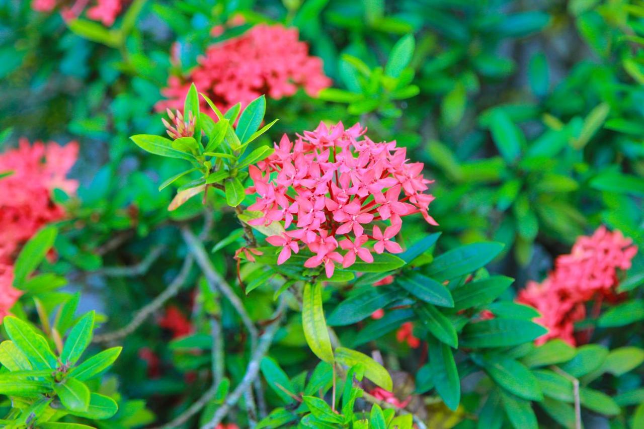 Manchioneal Zion Country Bed & Breakfast エクステリア 写真